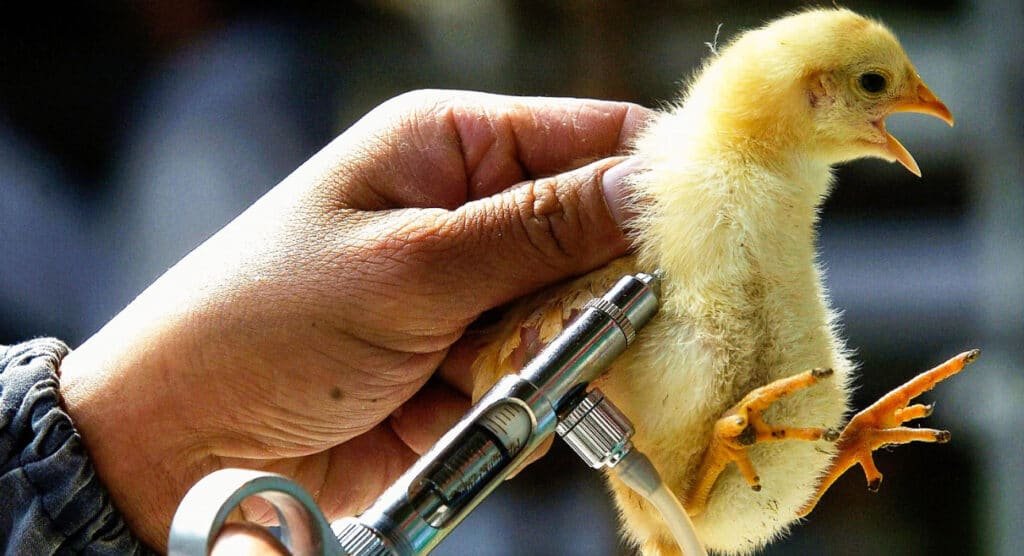 "Chick vaccinated as new virus spreads! Big Pharma’s role questioned—Trump supporters demand the truth! #NewVirusSpreads #TrumpWins #Maga"