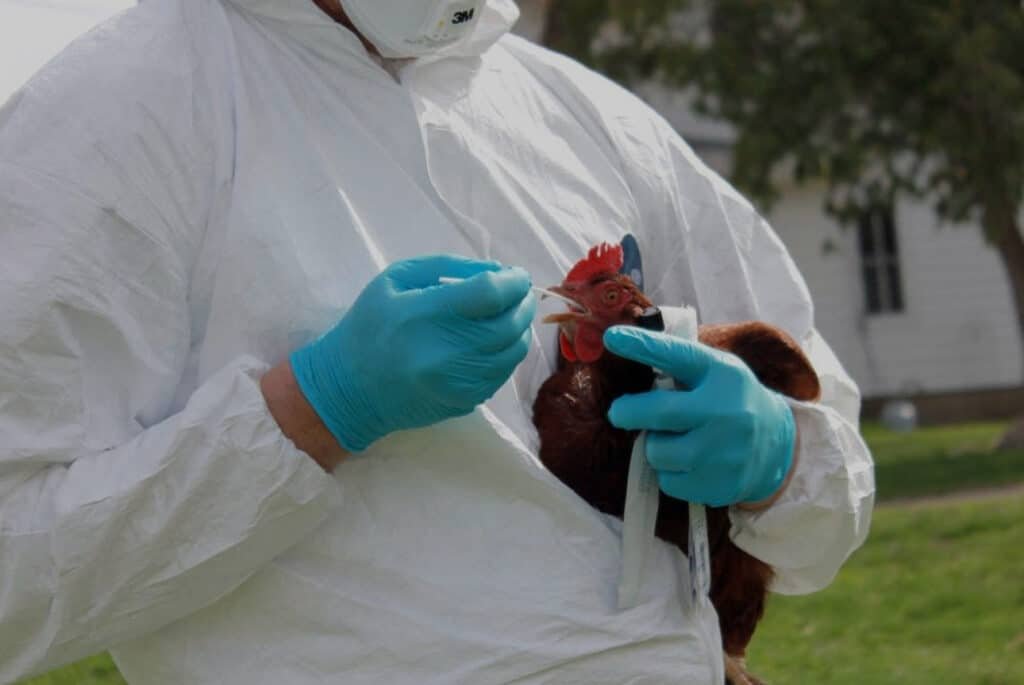 "Hazmat suit on—testing chickens for the new virus! Is Big Pharma pulling the strings? Trump supporters want the truth! #NewVirusSpreads #TrumpWins #Maga"